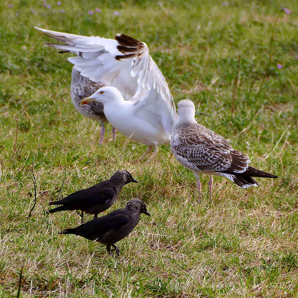 Fotografija 8. Omnijinog malog podsjetnika, godina druga