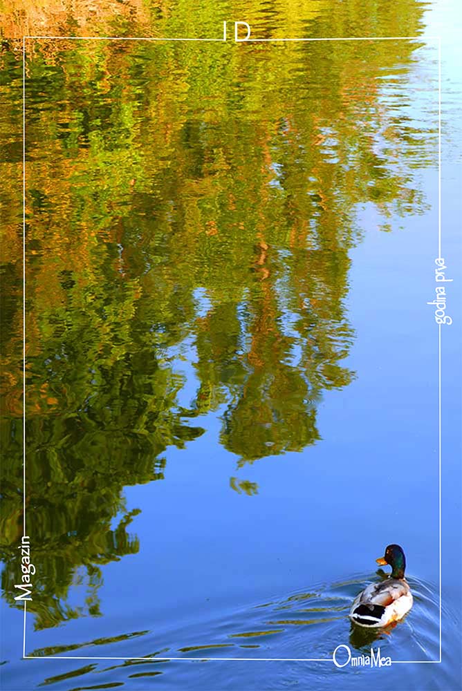 Fotografija 2. poglavlja, divlja patka na rijeci