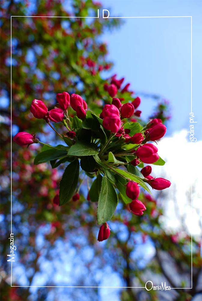 Fotografija 3. poglavlja, grana u cvatu