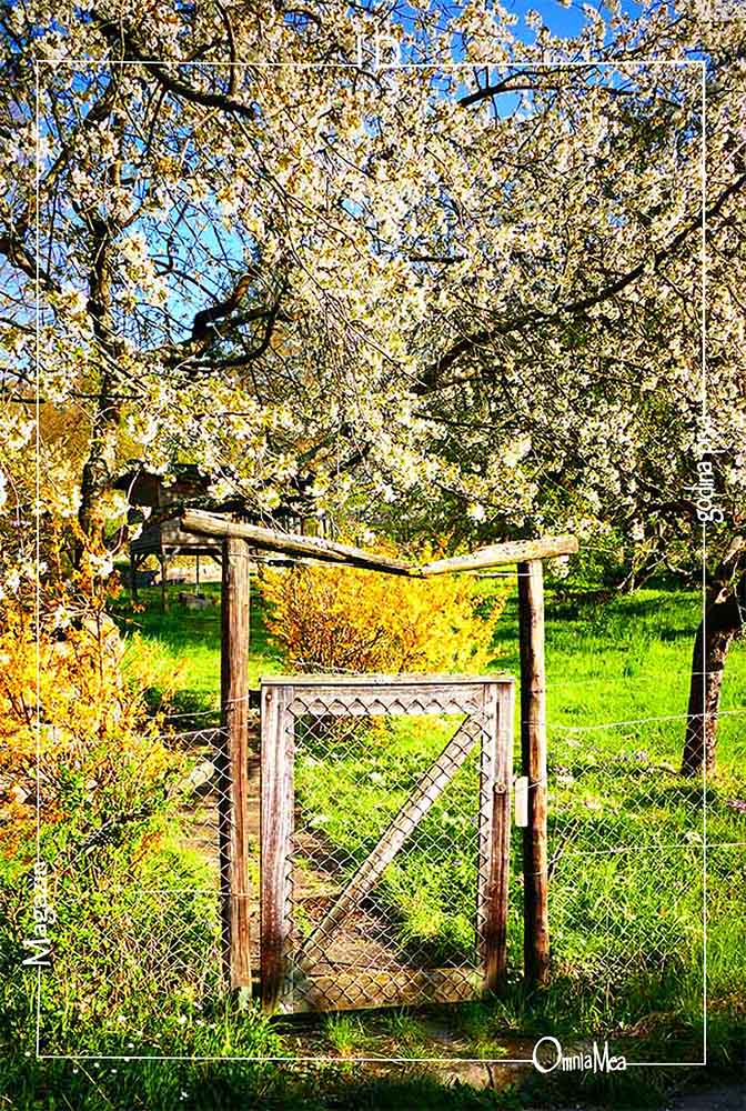 Fotografija 5. poglavlja, vrt u cvatu