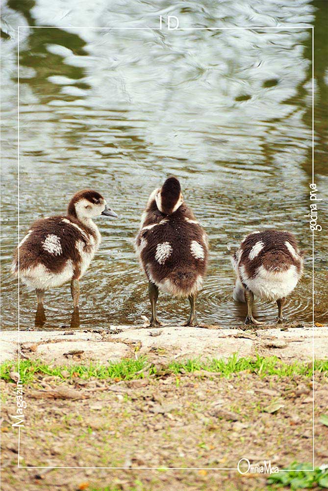 Fotografija 2. poglavlja, tri mladunca egipatske guske na obali rijeke