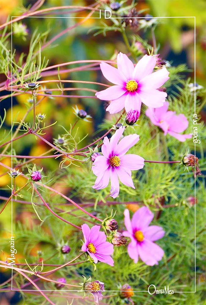 Fotografija 3. poglavlja, cvijeće