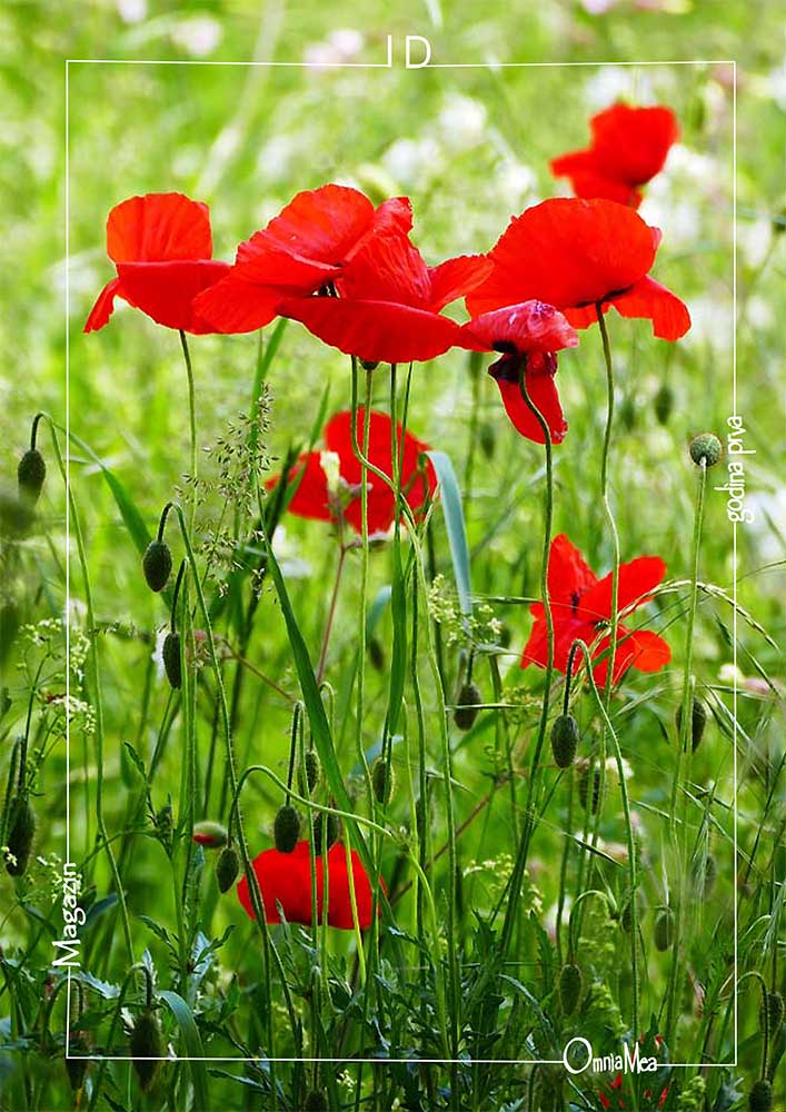 Fotografija 2. poglavlja, mak na livadi