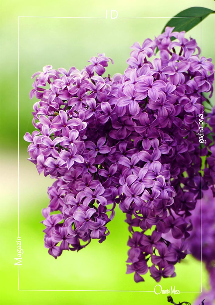 Fotografija 7. poglavlja, obični jorgovan