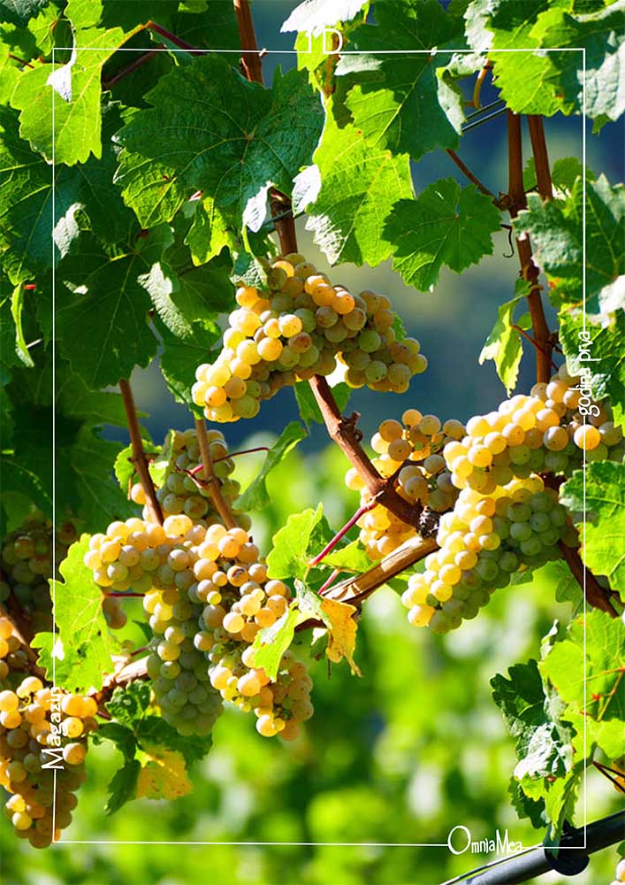Fotografija 2. poglavlja, bijelo grožđe na trsu