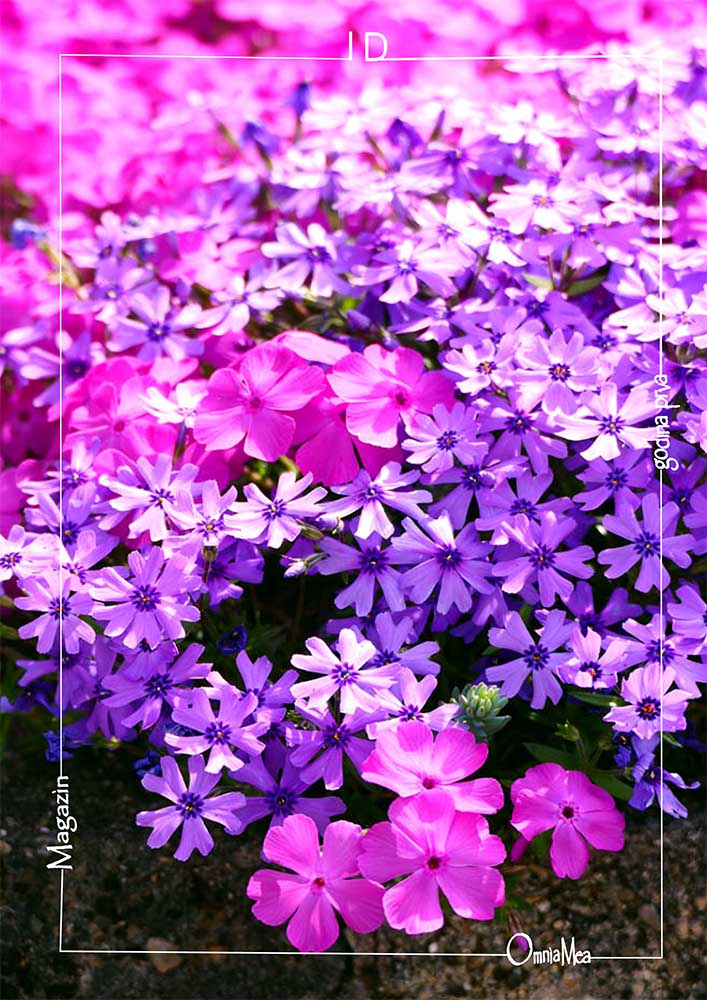 Fotografija 3. poglavlja, ružičasto i ljubičasto cvijeće