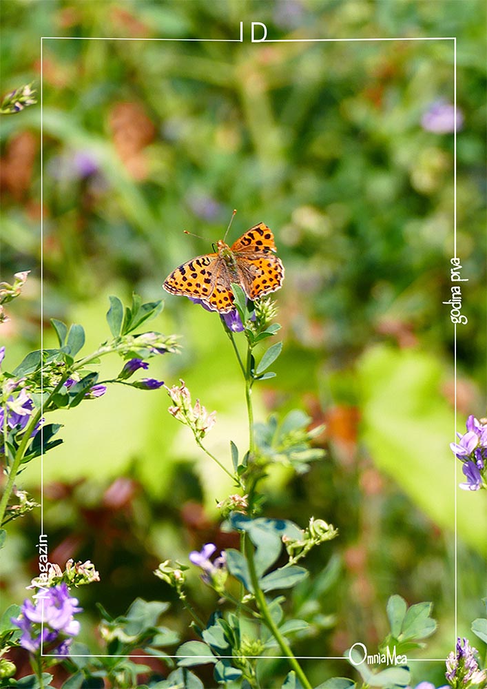 Fotografija 5. poglavlja, leptir na biljci