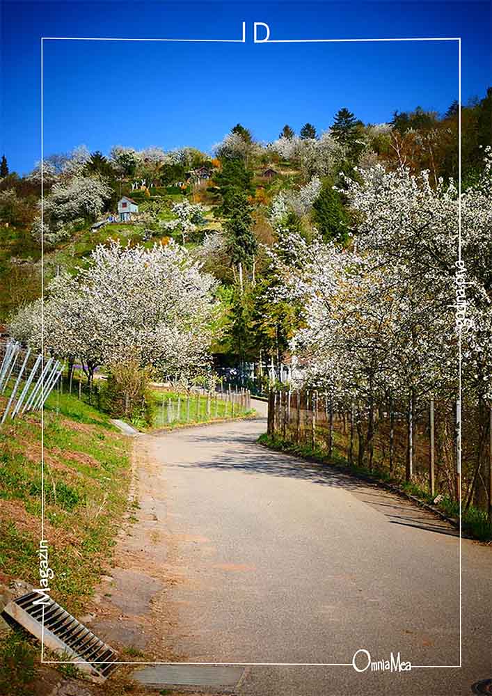 Fotografija 7. poglavlja, put prema šumi ujesen