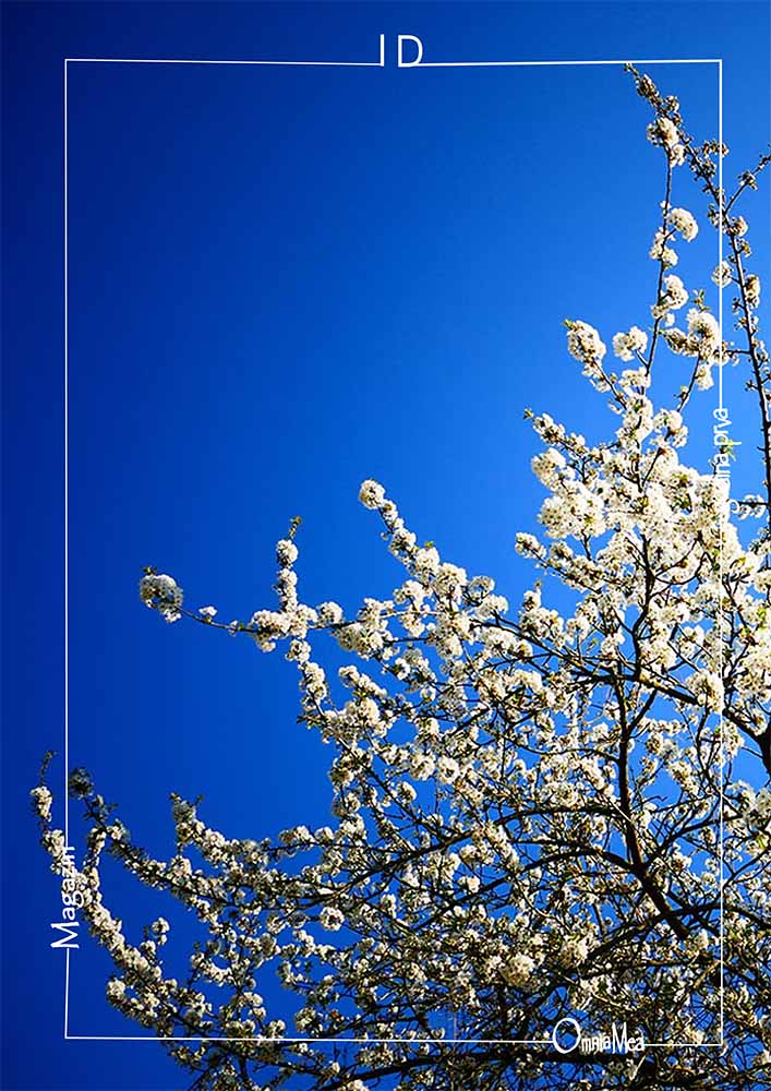 Fotografija 9. poglavlja, stablo u cvatu, bijeli cvjetovi na pozadini plavog neba