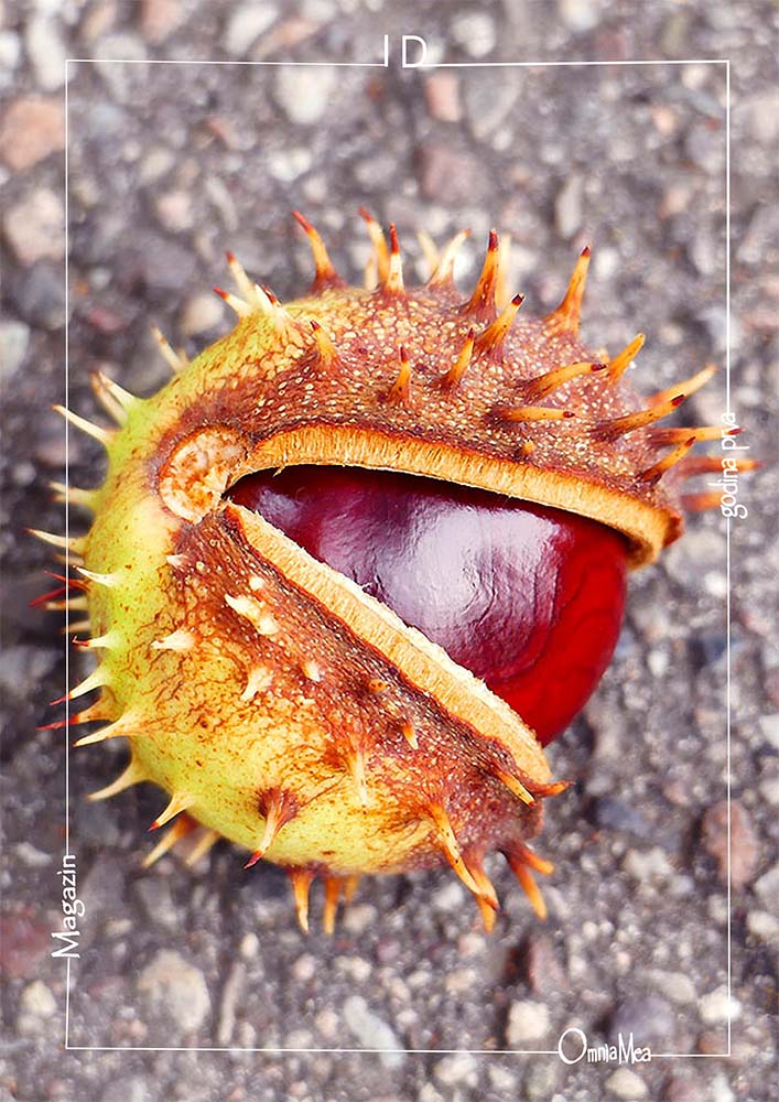 Fotografija 2. poglavlja, divlji kesten