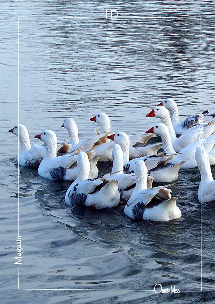 Fotografija 7. poglavlja, guske na rijeci