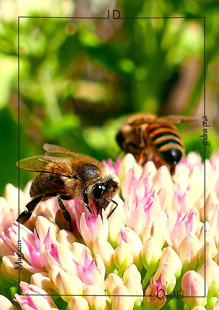 Fotografija 5. poglavlja, pčele na biljci