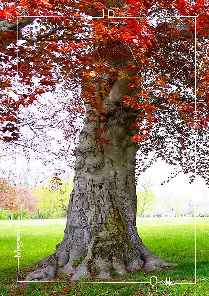 Fotografija 8. poglavlja, drvo s crvenom krošnjom