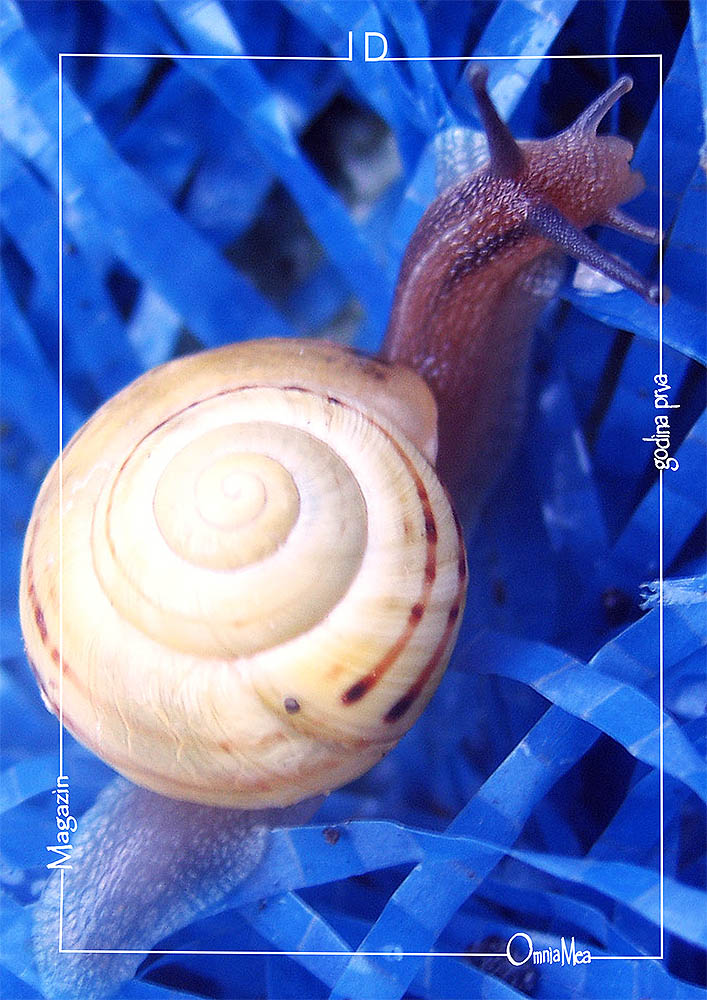 Fotografija 1. poglavlja, puž na plavoj podlozi