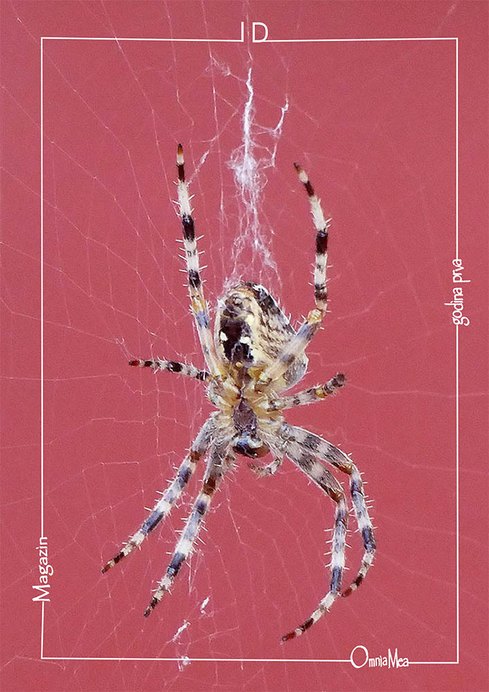 Fotografija 2. poglavlja, pauk na mreži, na crvenoj podlozi