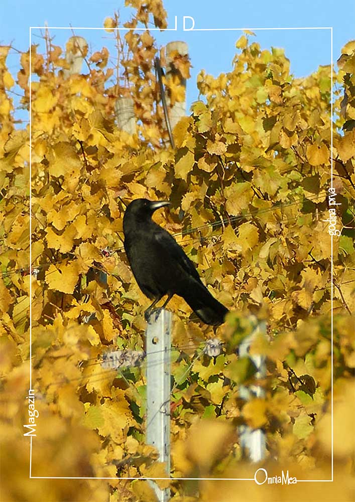 Fotografija 8. poglavlja, crna vrana na stupu usred vinograda ujesen
