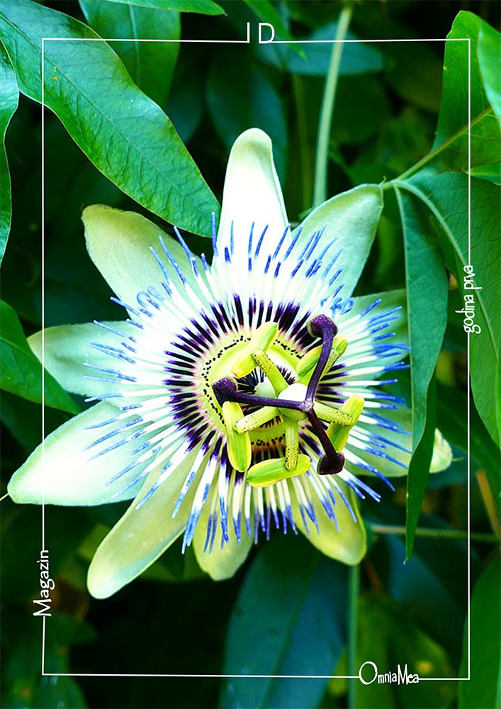 Fotografija 2. poglavlja, Passiflora caerulea, poznata pod nazivima plava pasiflora, cvijet strast, Isusova kruna, Kristova kruna ili krunica gospodinova