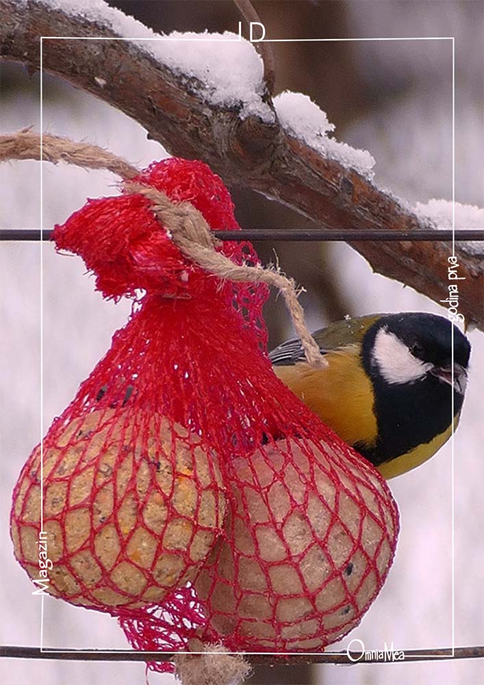 Fotografija 9. poglavlja, velika sjenica i masne kuglice (u mrežici) za prihranu vanjskih ptica
