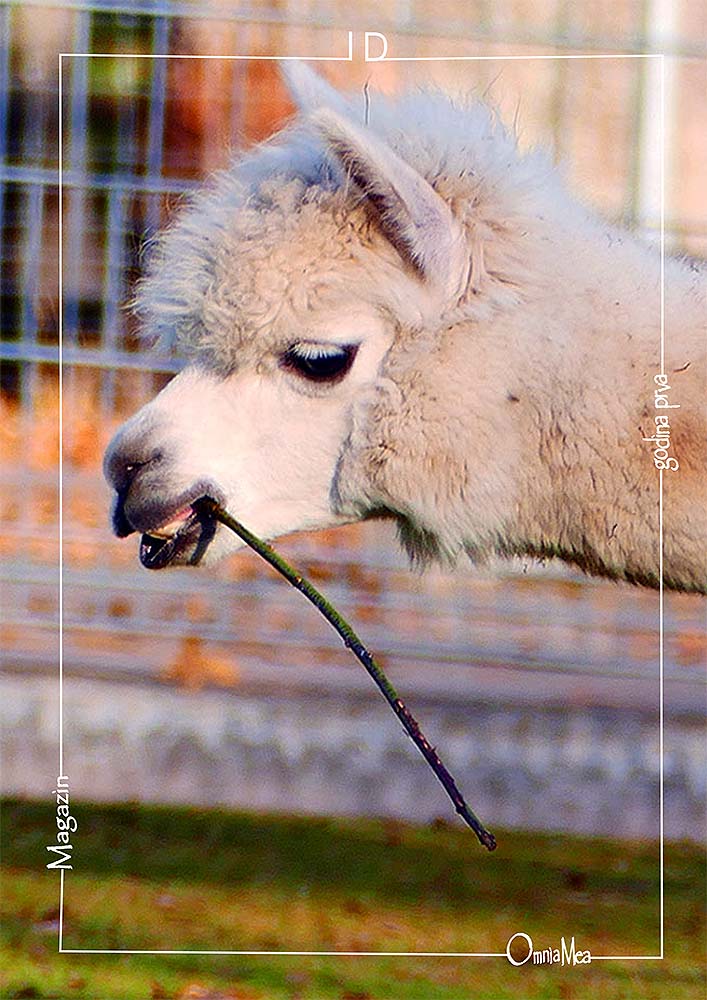 Fotografija 3. poglavlja, bijela alpaka žvače biljku