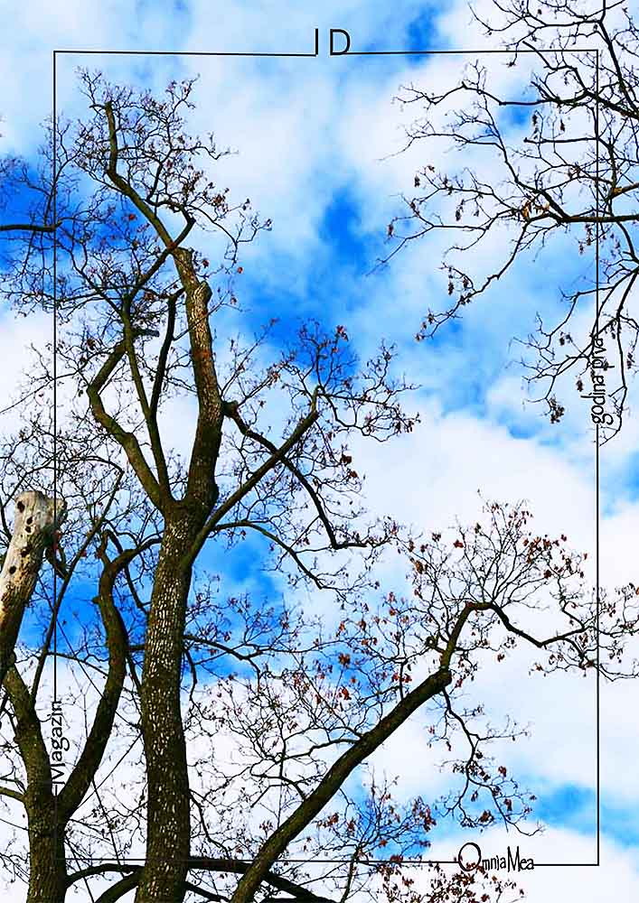 Fotografija 8. poglavlja, grane drveta, a u pozadini plavo nebo i bijeli oblaci