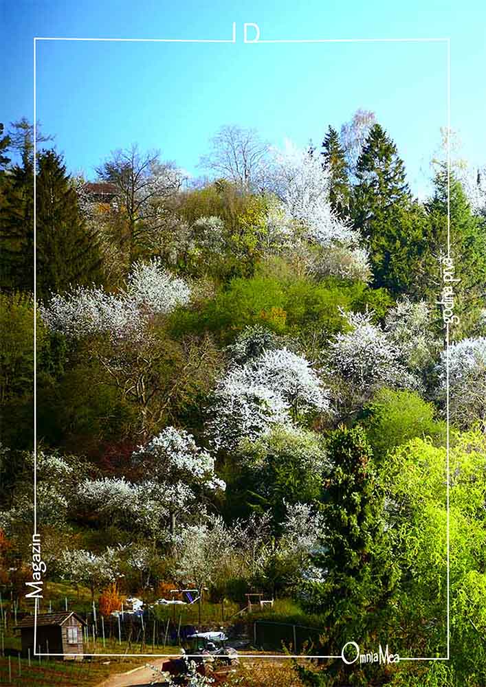 Fotografija 1. poglavlja, raznobojne krošnje