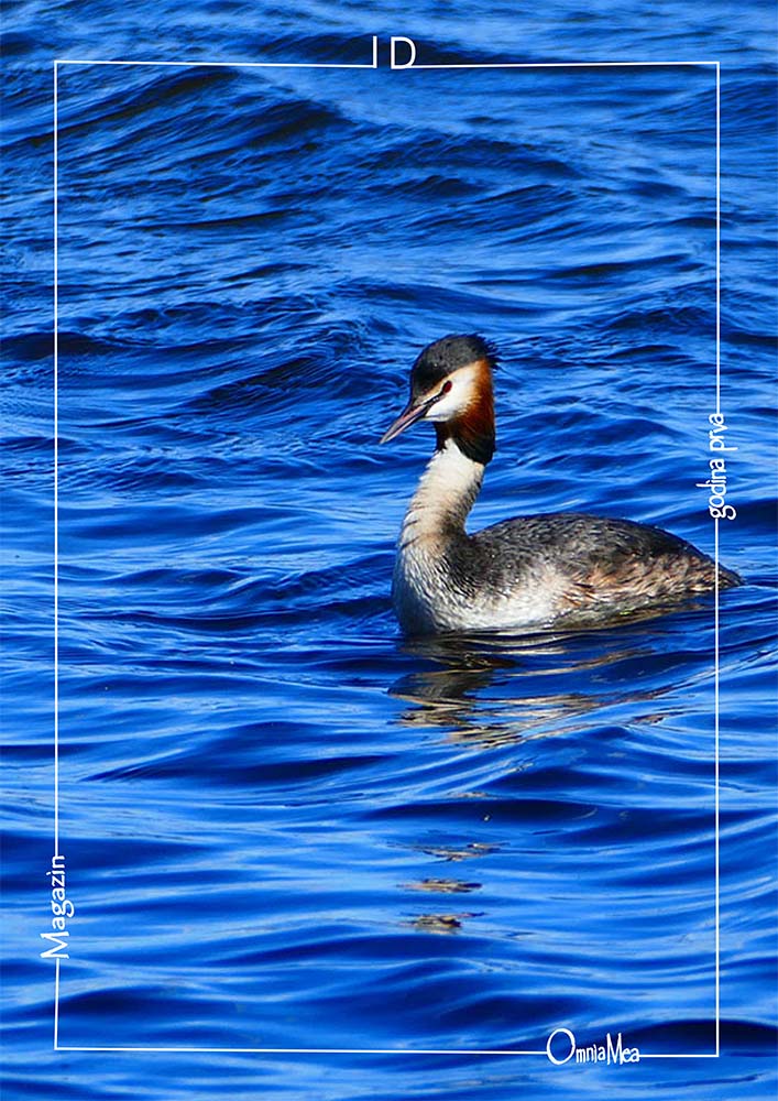Fotografija 2. poglavlja, ćubasti gnjurac, lat. Podiceps cristatus